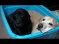 ラブラドール　ムックとラム　「犬たらい」
