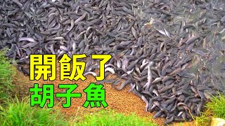 鯰魚到底臟不髒？養殖過程告訴你答案 