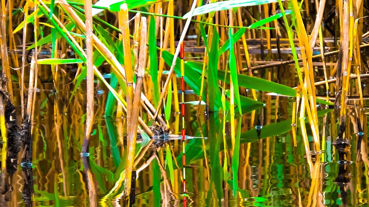 Вечірня риболовля і знову результат.