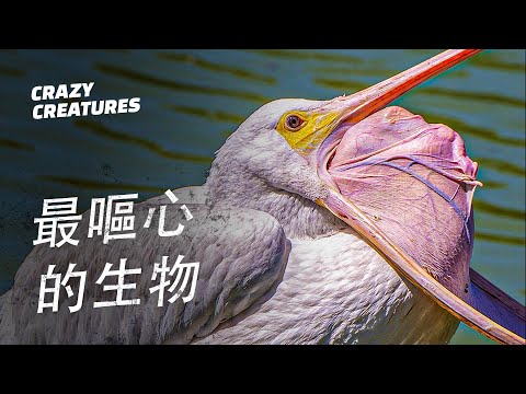 五種地球上最噁心的生物 | 瘋狂生物
