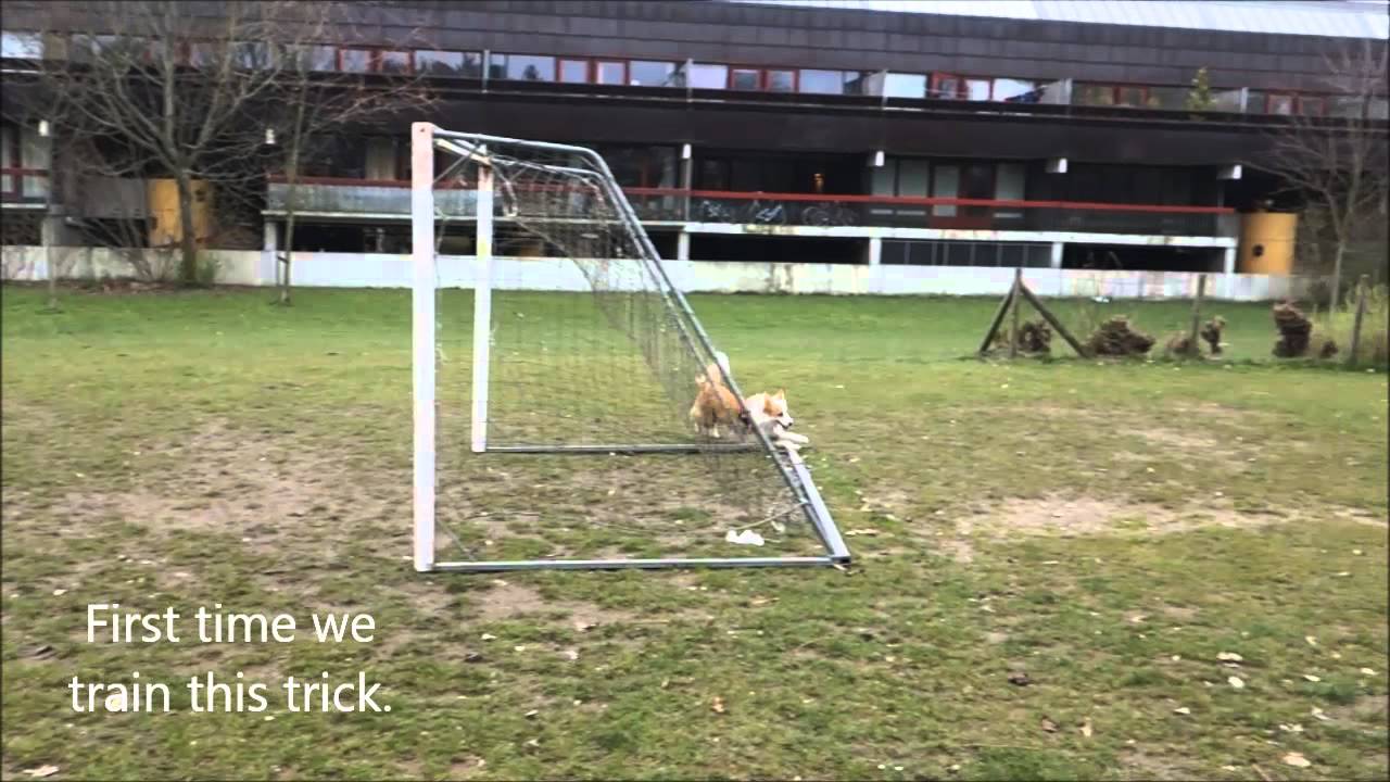 Muffin doing some figure 8 and around the goal (cik & cap)