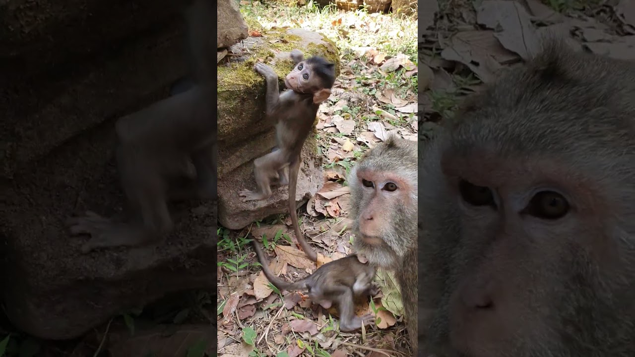 Wildlife Monkey in Amber troop 🤣💕😂 