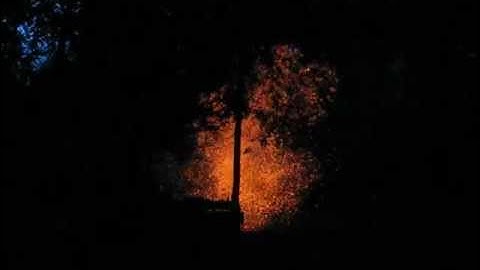 Exploding Cedar Tree