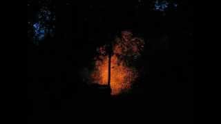Exploding Cedar Tree
