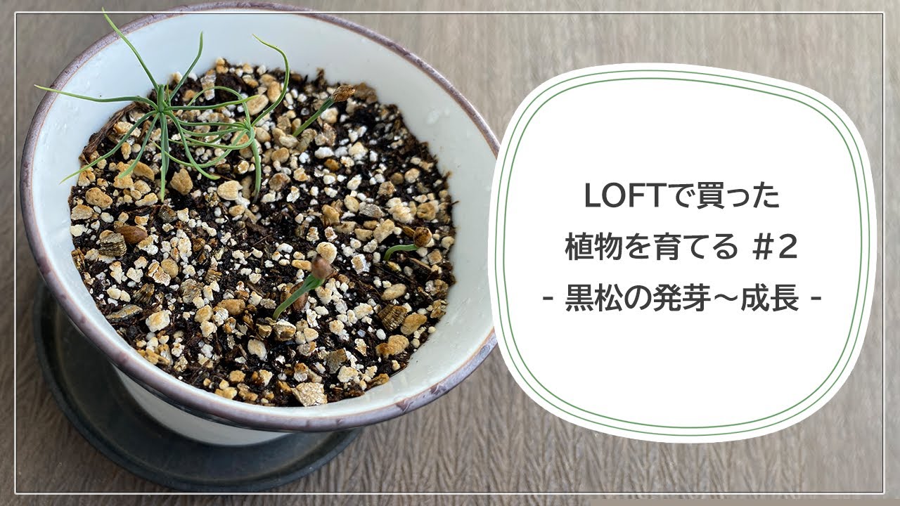 LOFTで買った植物を育てる #2 - 黒松の種発芽～成長 - - YouTube