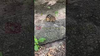 Squeaky Chipmunk Begging For Food