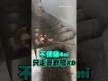 飼主拖貓上樓？轉角1身影飛過結局震驚萬人@cosmosviral image