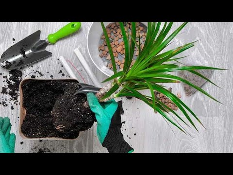 Video: When to transplant dracaena at home