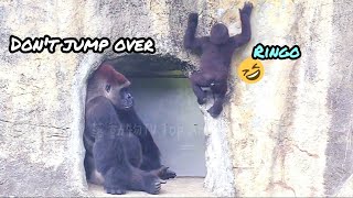 迪哥怕兒子跳過來😆林戈假裝在攀岩🤣💦#Djeeco#ゴリラ#迪亞哥#金剛猩猩#taipeizoo #gorilla #台北市立動物園20240513#40