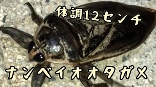 ボリビア産　ナンベイオオタガメ　94mm ナンベイオオタガメ - Wikipedia