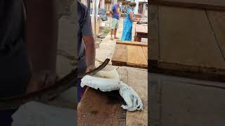 How to Clean Cuttlefish in 10 seconds |  Best way to Clean Cuttlefish