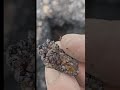 Found This Micro Plate with Itty bitty points!! #rockhounding #crystals #quartzcrystal #quartz