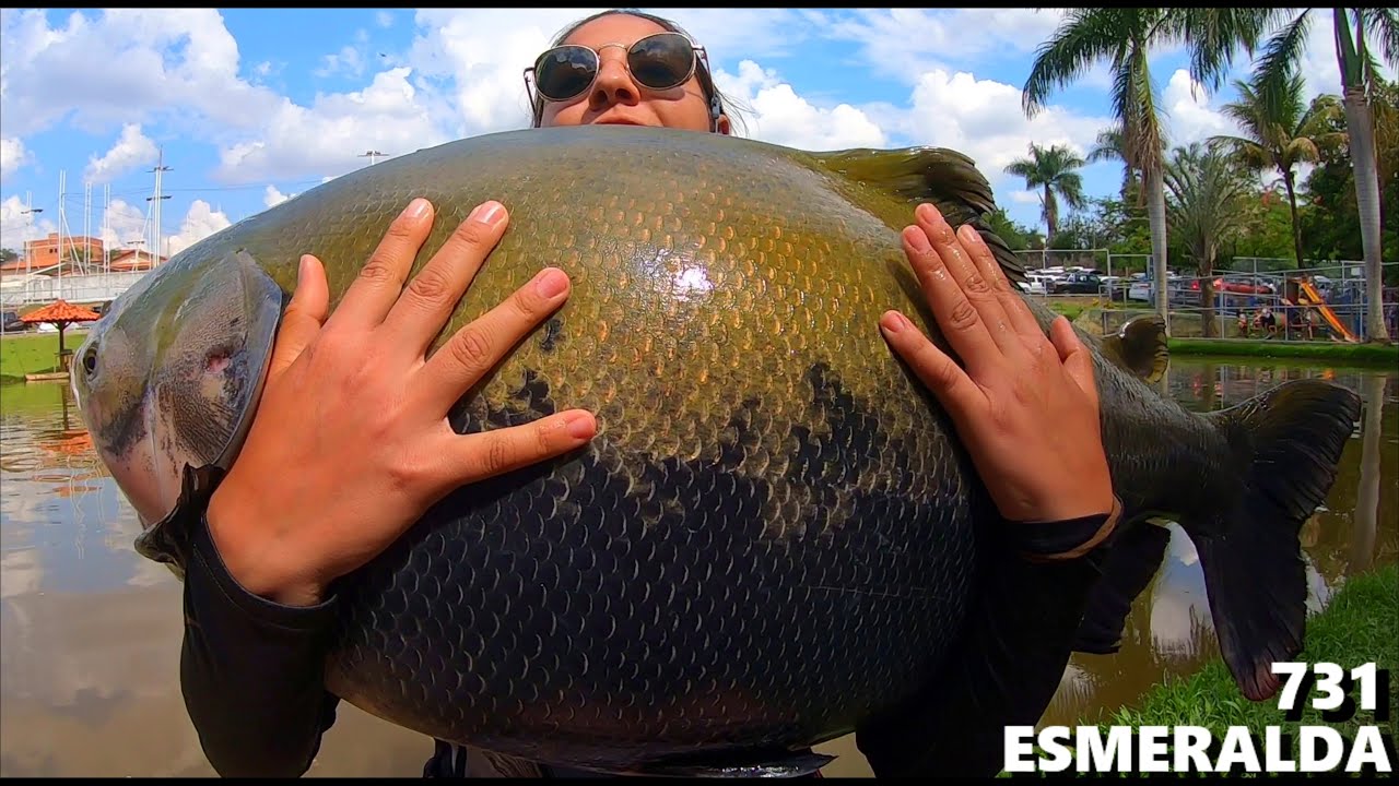 O Dia dos TAMBAQUIS GIGANTES no Esmeralda (FISHINGTUR #731)