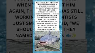 The Catfish Explorer: Gerald’s 1,247-Mile Secret Journey 🐟🌊