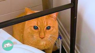 Terrified Cat Won’t Leave The Bathroom. Love Gets Him Out | Cuddle Buddies