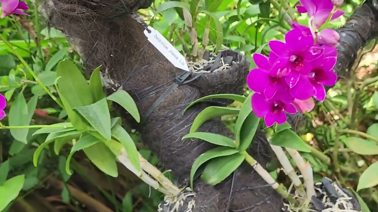 Replacement for Singapore Orchid Spectacular