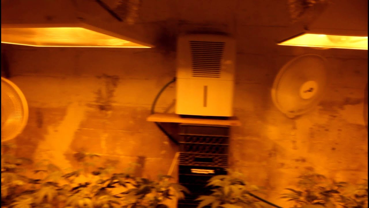 4000 Watt Flowering Room