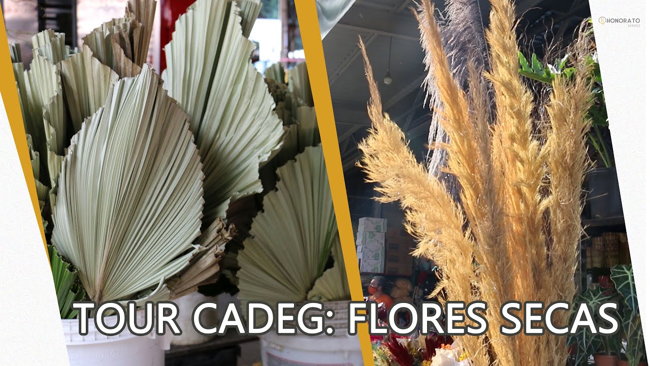 TOUR PELA CADEG: FLORES SECAS NA DECORAÇÃO (VALORES E VARIEDADE) - thptnganamst.edu.vn