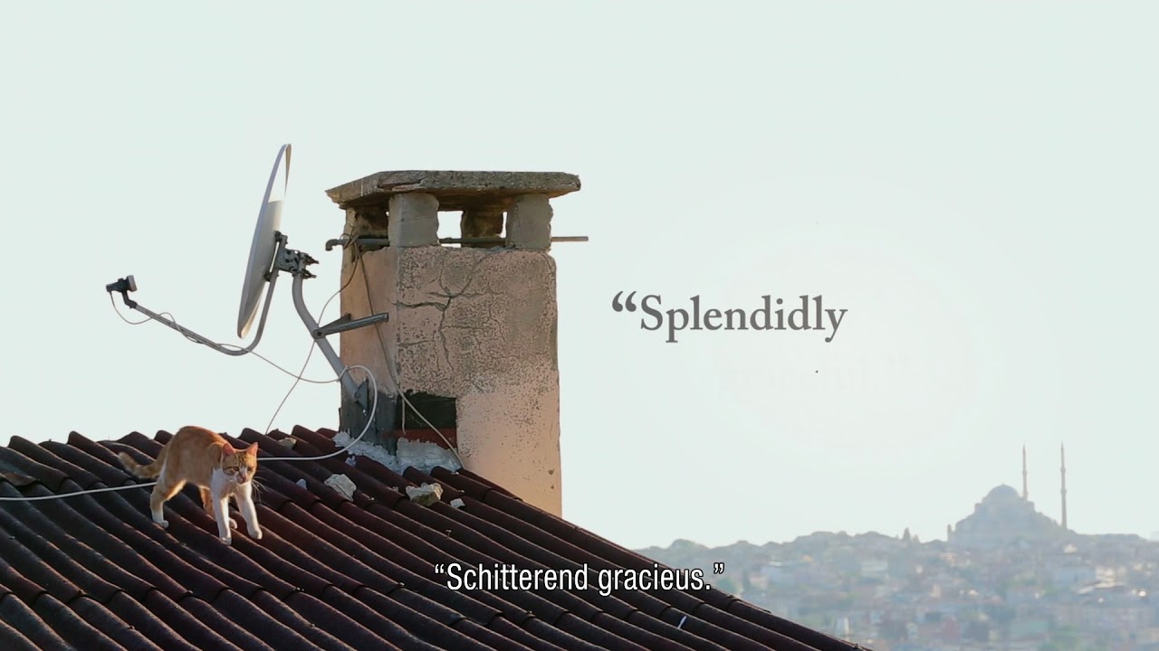 Kedi Stream Deutsch Kedi Stream Deutsch