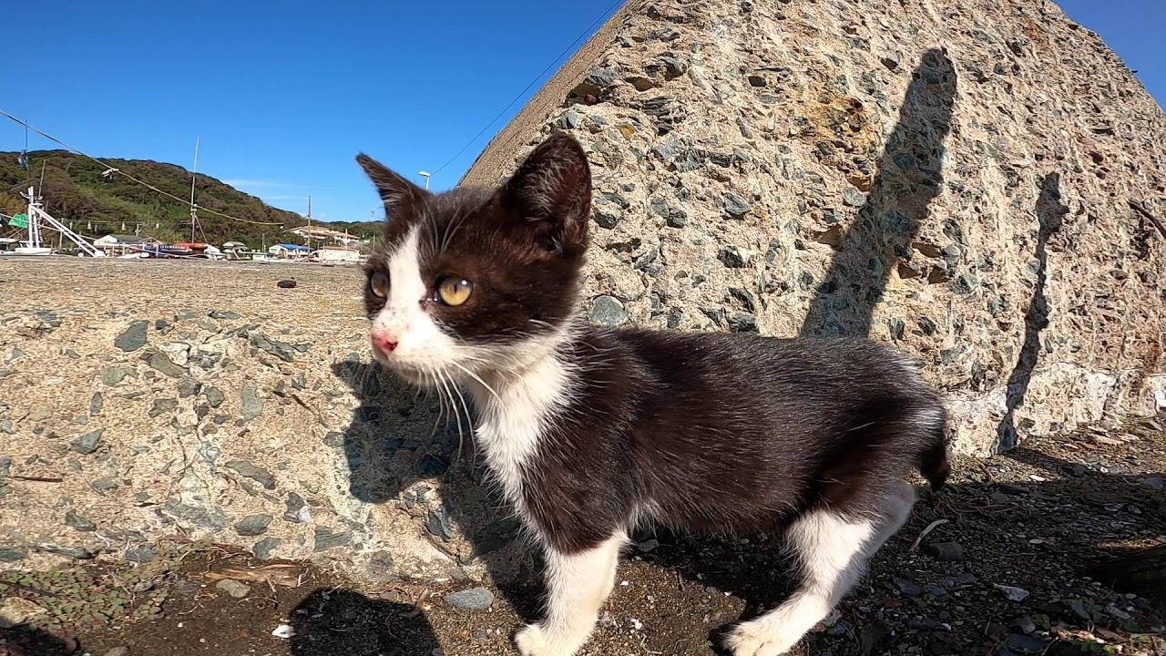 ヨチヨチ歩きの子猫の散歩に付いていってみた Youtube