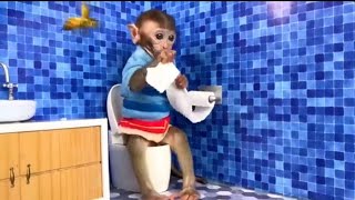 Monkey Baby Bon Bon oes to the toilet and plays with Ducklings in the swimming pool