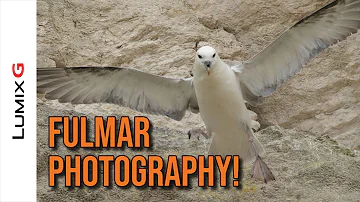 Photographing Fulmar - The UK's Mini Albatross, using the Lumix G9 Pre-Burst