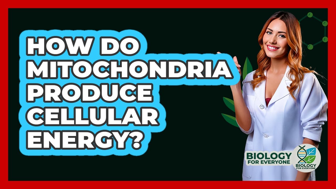 How Do Mitochondria Produce Cellular Energy?