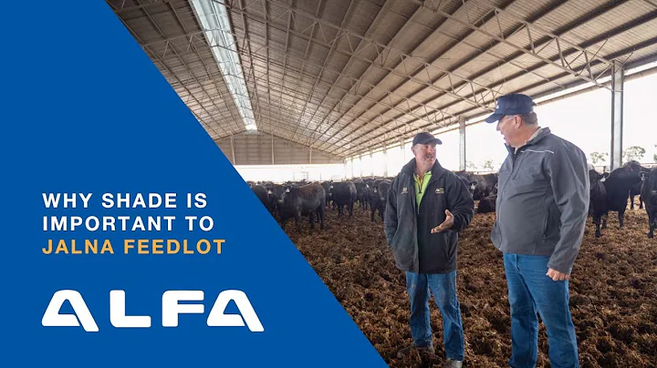 Why shade and shelter are important to Jalna Feedlot, VIC