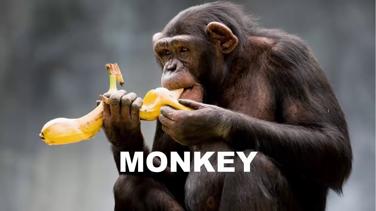 Сколько бананов едят обезьяны. Обезьяна. Обезьяна с бананом. Обезьяна с едой. Мартышка с едой.