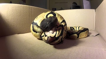 Python eats rat shot with GoPro Hero 2 !!