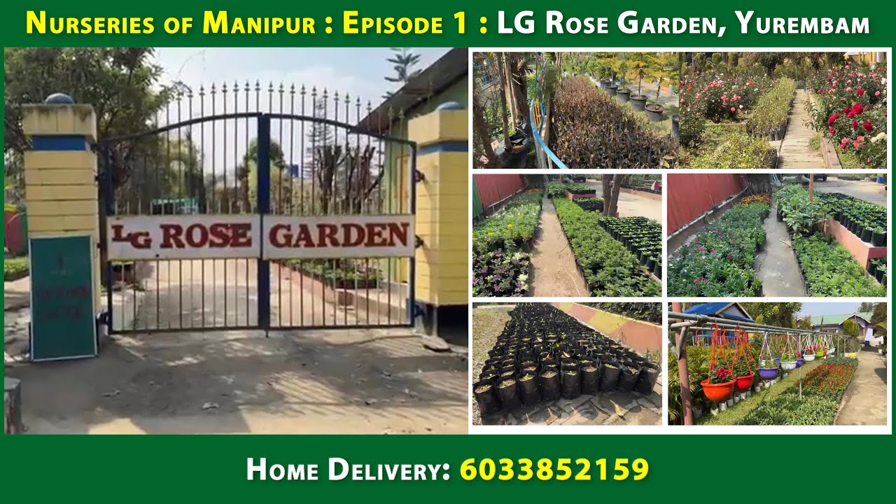 Nurseries of Manipur Episode 1 LG Rose Garden, Yurembam Home Delivery 6033852159 YouTube