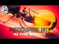 How to photograph ants in the studio  macro photography 