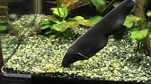 ブラックゴーストの餌やり 冷凍アカムシを食べる Youtube