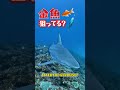 金魚を餌にしたら…サメが周囲を回り始めた #サメ #水中映像 #釣り #shorts