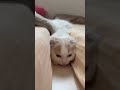 二公主摩卡醬的成長記錄 喜歡被夾著睡覺💤 #蘇格蘭摺耳貓 #cat #cute #pets #貓咪