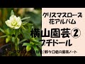 花アルバム 横山園芸②