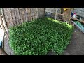 Farming Vlog #14 - Transplant ng Talong Seedlings Calixto F1