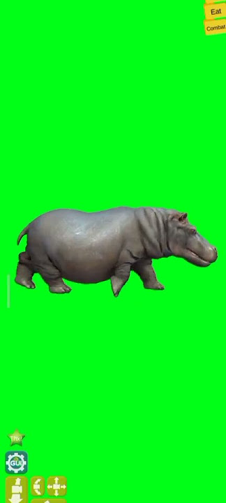 hippopotamus walking