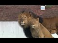 Просьба зоопарка пожертвовать мелких животных на корм хищникам вызвала полемику в датском обществе
