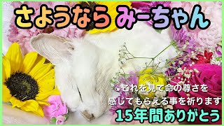 猫【お葬式】Cremation of my cat.命の尊さを感じてもらえる事を祈ります。2021/5/28