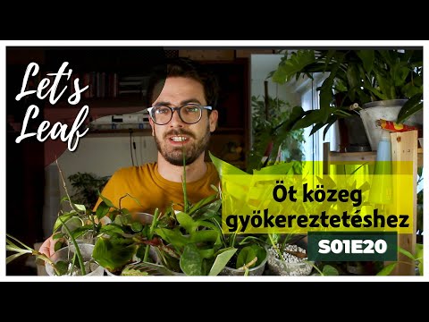 Videó: Mi az a Mikado növény: Tippek a Mikado növények beltéri termesztéséhez