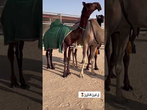 ل ابن قوز اكسبلور ترند