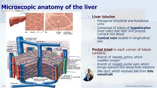 Chapter 23 Digestive system part 2+recording