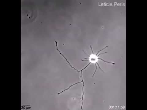 Single brain cell looking for connections