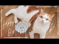 食いしんぼ猫こなつ、3歳のドタバタ誕生日