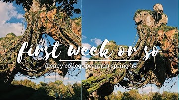 first week or so // dcp spring 