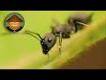 Qué Pasa con las Hormigas l Mini Documental