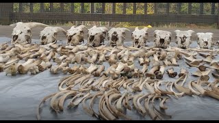 Cleaning the bones from the woods (Vulture Culture)