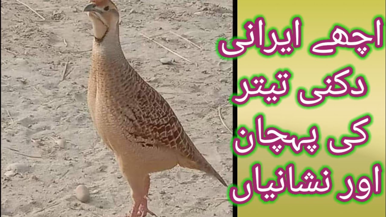 Ache irani dakhni teetar ki pahchan | Pure irani teetar ki pahchan| اچھے ایرانی دکنی تیتر کی پہچان