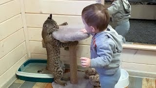 BOBCAT REACTION ON CHILD / Lynx kitten attacked maine coon